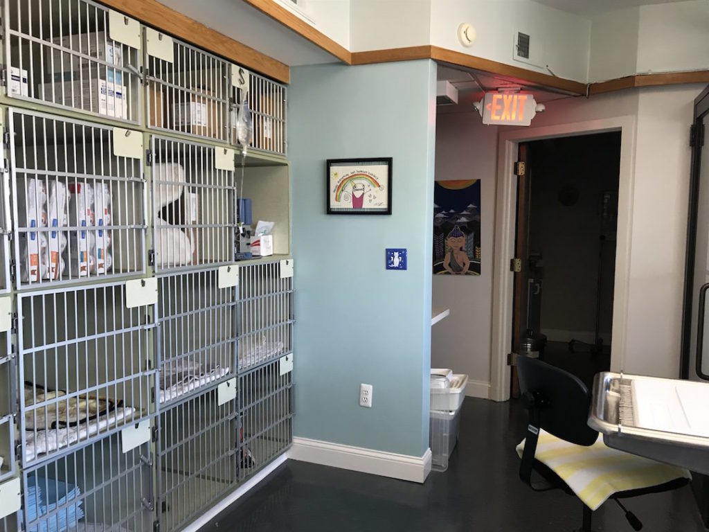 Hospital Tour Just Cats Hospital