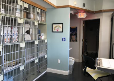 Just Cats Hospital Lab