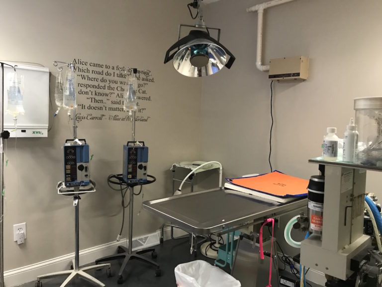 Surgical Services Just Cats Hospital